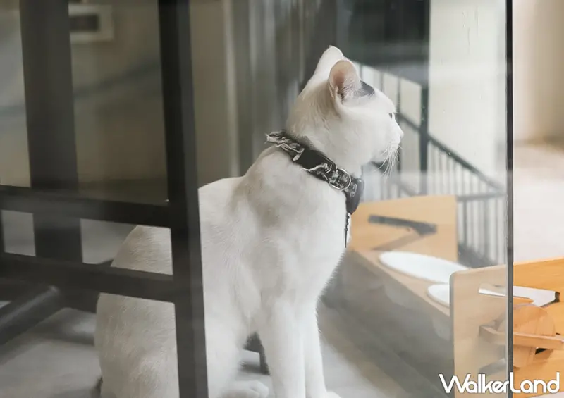 台北貓咪咖啡廳「ABOUT H Coffee」於店內零錢箱捐款超過100元，就會再送大家一本店貓專屬的月曆