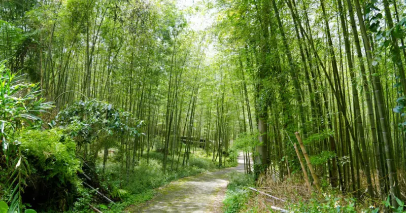 南投有櫻花開了！過年就衝「7大南投景點」必玩推薦，南投森林系景點 親子農場一次玩個夠。