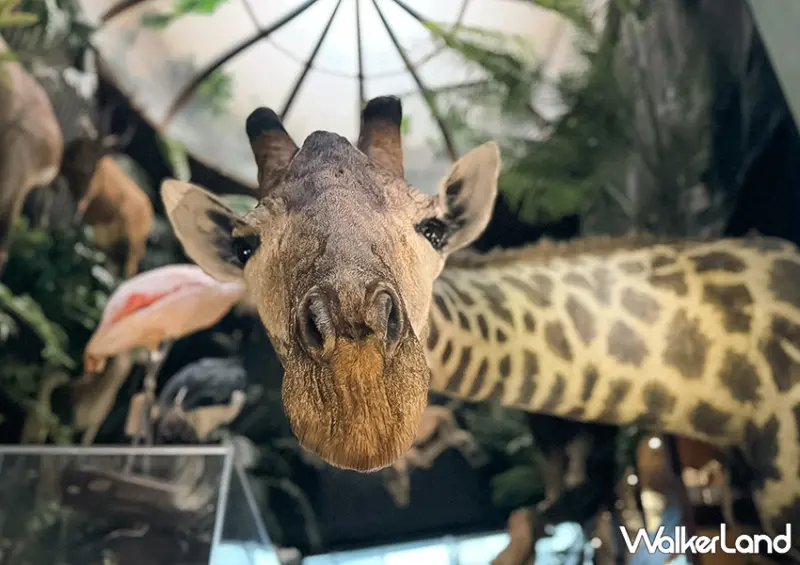 ▲▼台南展覽空間「仰角舶物」以罕見的標本收藏吸引大量遊客朝聖，地點隱身在巷弄間，店裡展示各類珍稀動物標本 / WalkerLand窩客島 蕭芷琳 拍攝