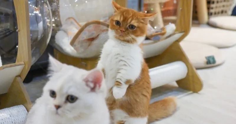 222貓之日這樣過‌！‌搭捷運到「7大雙北貓咪咖啡廳」中山站 信義區都有，中途貓咪等你抱回家。