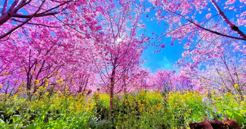 新竹櫻花秘境搶先看！新竹5大櫻花免費景點「新竹最大櫻花觀賞點」不用去司馬庫斯就能免費拍。