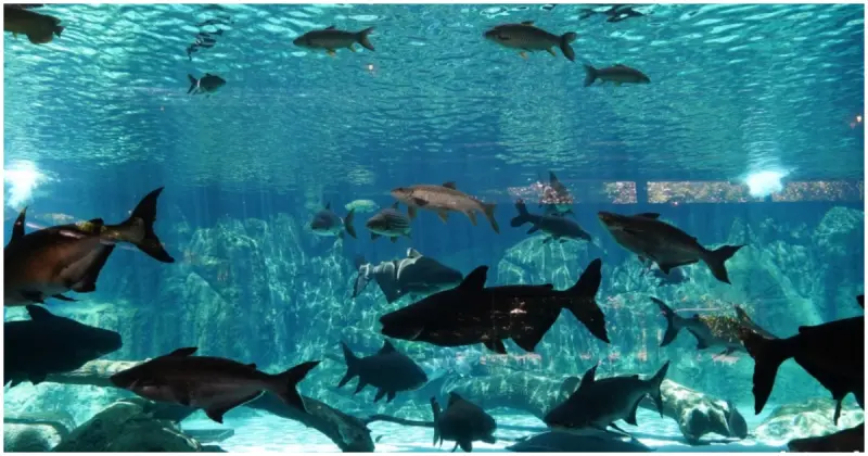 新加坡親子旅遊必來！亞洲唯一河川主題動物園「新加坡河川生態園」，探險遊船別錯過。