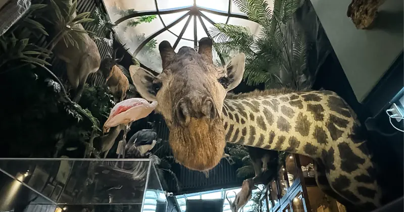 台南景點「仰角舶物」超近距離看長頸鹿！不只是超美標本博物館，頂樓還是間酒吧。