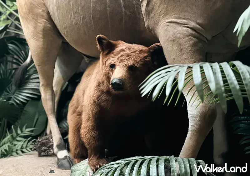 ▲▼台南展覽空間「仰角舶物」標本博物館：門票售價 $100（可以抵消費） / WalkerLand窩客島 蕭芷琳 拍攝