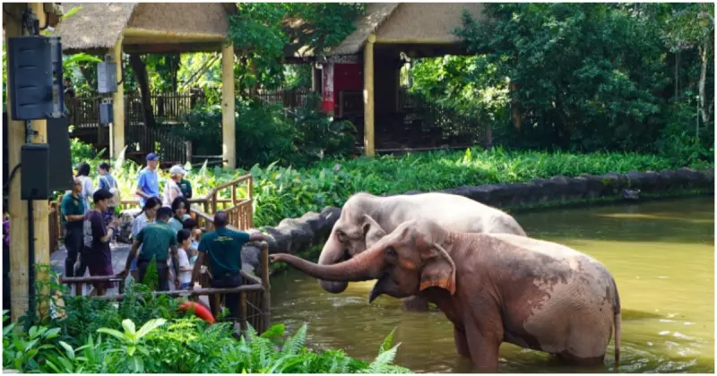 超人氣新加坡景點！世界十大動物園之一「新加坡動物園」，來新加坡餵大象犀牛。