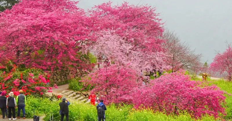 櫻花季最美南投賞櫻景點！7大必拍「櫻花茶園步道 上千棵櫻花海」登場，南投櫻花季假日就衝。