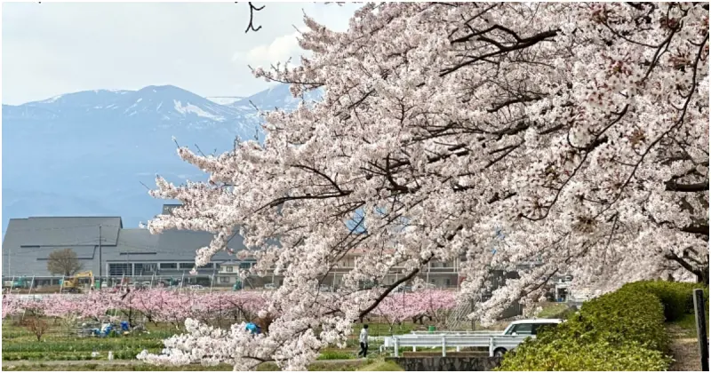 福島賞櫻秘境公開！避開人潮 隱藏版賞櫻勝地、櫻花隧道、神社美景。