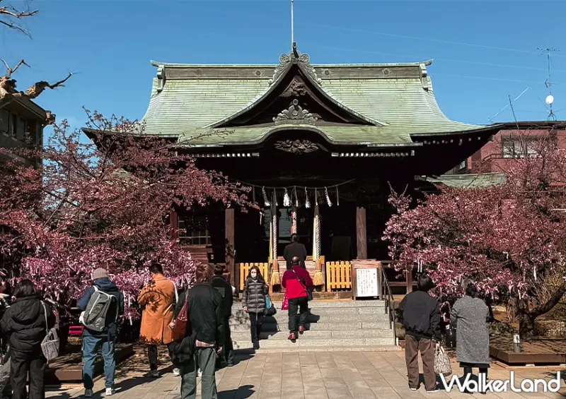 ▲東京櫻花神社「櫻神宮」距離東急田園都市線「櫻新町」站步行僅約兩分鐘 / WalkerLand窩客島 蕭芷琳 拍攝
