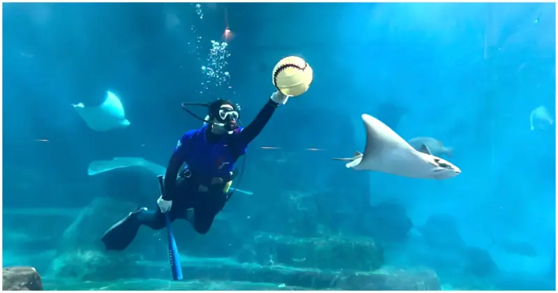 水下棒球震撼亮相！2025運動主題樂園必玩活動，遠雄海洋公園帶來全新體驗。