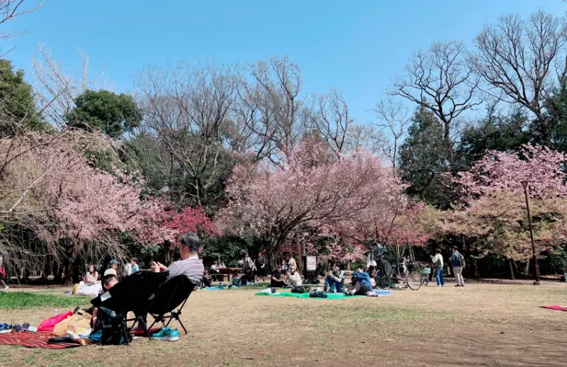 ▲吉祥寺的賞櫻午後，不需要佔位攻略或網路預約入場，自然而然地出現在西園裡。