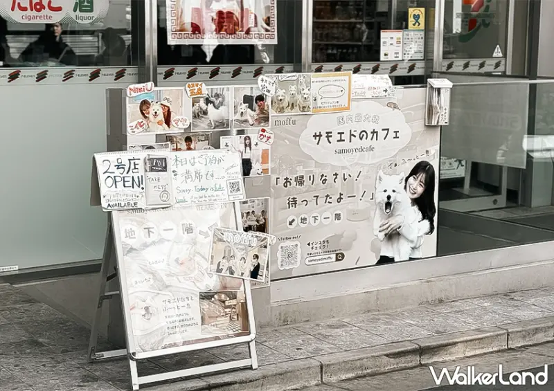 ▲東京必去薩摩耶咖啡廳！「薩摩耶咖啡廳 moffu」在原宿共有兩間分店 / WalkerLand窩客島 蕭芷琳 拍攝