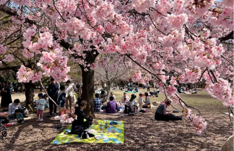 ▲東京的櫻花有百種模樣，許多人趁著溫春天一家大小一起在櫻花樹下賞櫻。
