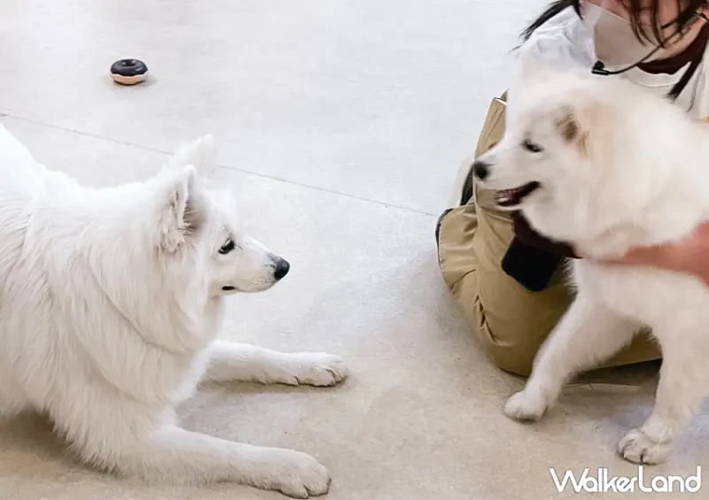 ▲東京室內景點「薩摩耶咖啡廳 moffu」這邊狗狗都相當活潑可愛 / WalkerLand窩客島 蕭芷琳 拍攝