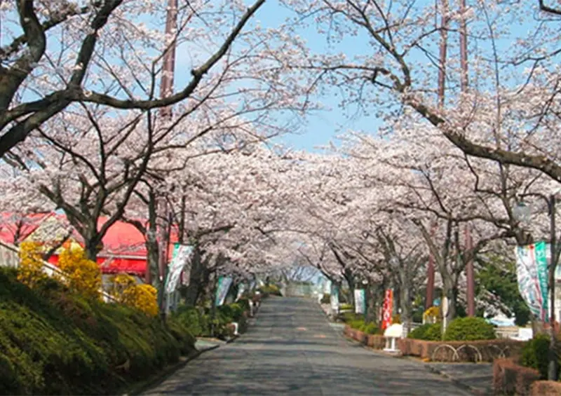 ▲東京樂園推薦「讀賣樂園」今年更加碼和櫻花季連動，將於3/18至4/9推出「夜櫻寶石燈飾秀」 / WalkerLand窩客島 蕭芷琳 拍攝