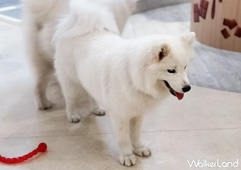 ▲東京必去薩摩耶咖啡廳！來東京不能錯過各種特色動物咖啡廳 / WalkerLand窩客島 蕭芷琳 拍攝