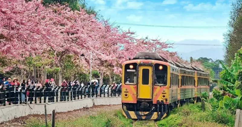 彰化春季花海來了！7大必訪賞花景點「全台最長木棉花道 最美粉花鐵道」每年打卡拍爆。