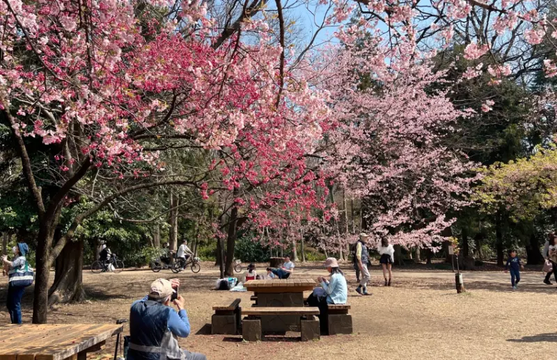 ▲春季的井之頭恩賜公園​​​​​​​多種櫻花綻放。