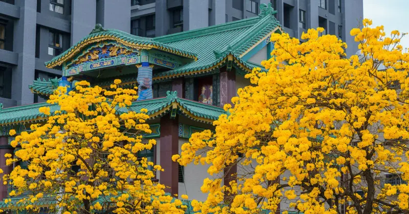 台中新竹黃花風鈴木免費拍！春天限定7大「黃花風鈴木」觀賞景點，5公里長黃金花海隧道必拍。