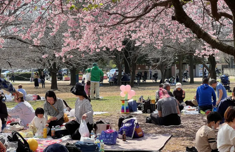 ▲草地之上張羅各式野餐墊，不只享受佳餚與啤酒，還能欣賞櫻花季才有的獨家景色。