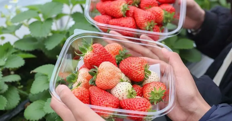 草莓控集結！探索5大草莓園、品嚐4家季節限定甜點名店 最後一波草莓季別錯過。