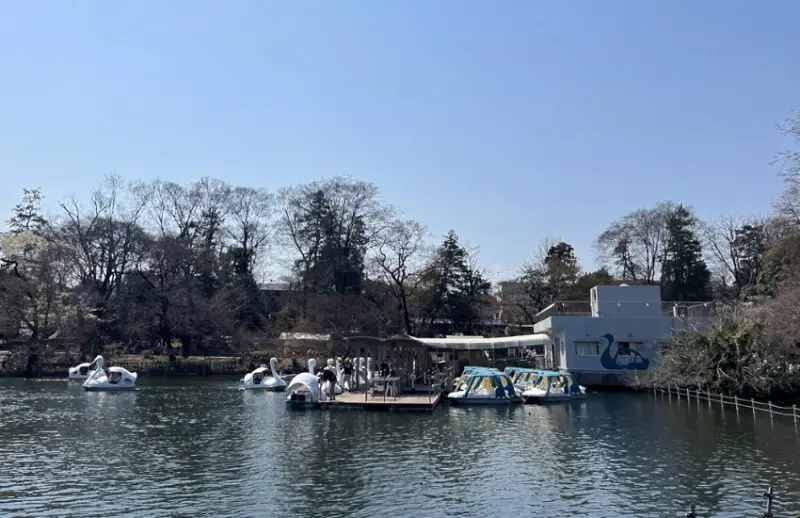 ▲​​​​​​​可愛的天鵝船是許多情侶約會的首選。