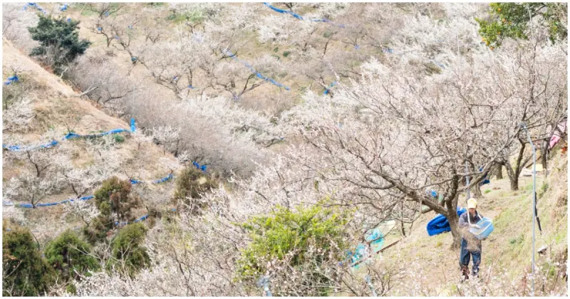 日本第一梅林！和歌山賞花必來「南部梅林」，期間限定芋餅吃起來。