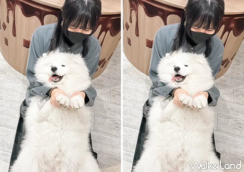 ▲東京室內景點「薩摩耶咖啡廳 moffu」提供拍照服務，可以加價讓狗狗乖乖坐在懷裡合影 / WalkerLand窩客島 蕭芷琳 拍攝