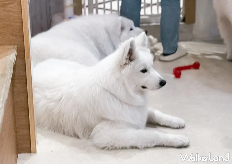 ▲東京必去「薩摩耶咖啡廳 moffu」下次來東京可別錯過 / WalkerLand窩客島 蕭芷琳 拍攝