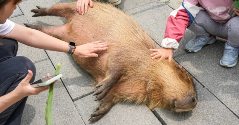 新竹親子景點7大必玩推薦！新竹親子農場 新竹親子步道，兒童節遛小孩就衝。