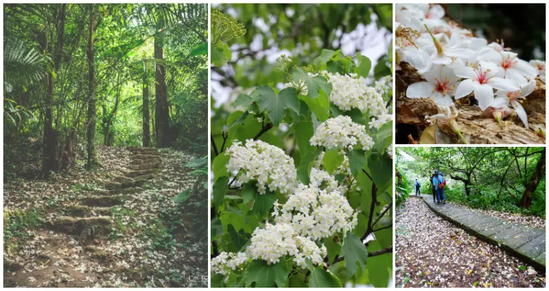 ▲新北桐花季9大景點免費拍！土城桐花公園、林口桐花步道，桐花季打卡點跟上 / WalkerLand窩客島整理