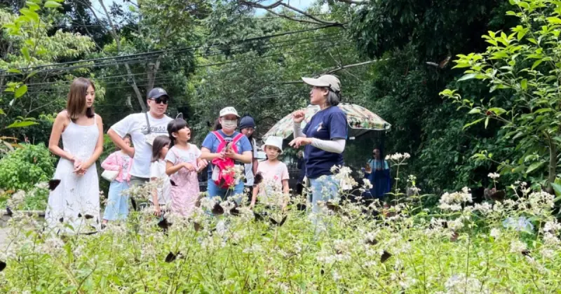 大坑螢火蟲趴來了！玩春夏蝶螢嘉年華送折價券、體驗手作 限量名額開放。