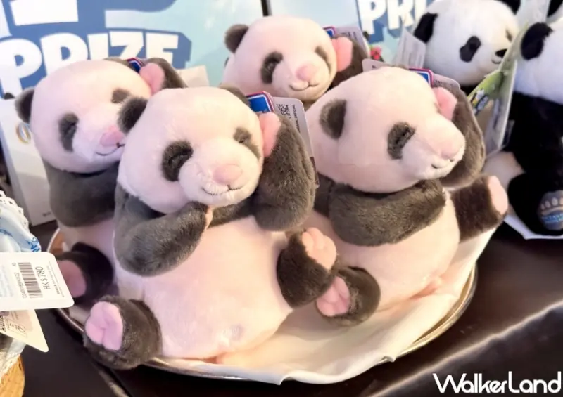 香港海洋公園看熊貓！香港海洋公園6大亮點 入園優惠，熊貓寶寶見面會必朝聖。