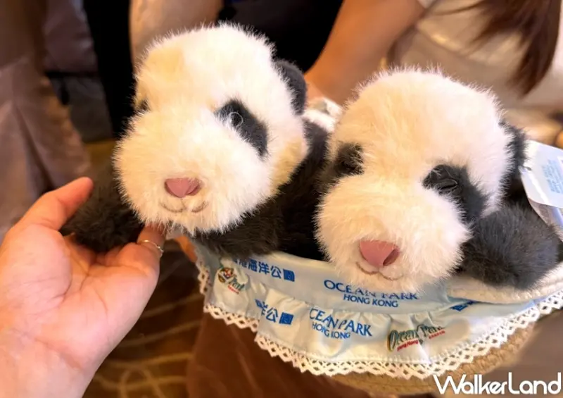 香港海洋公園看熊貓！香港海洋公園6大亮點 入園優惠，熊貓寶寶見面會必朝聖。