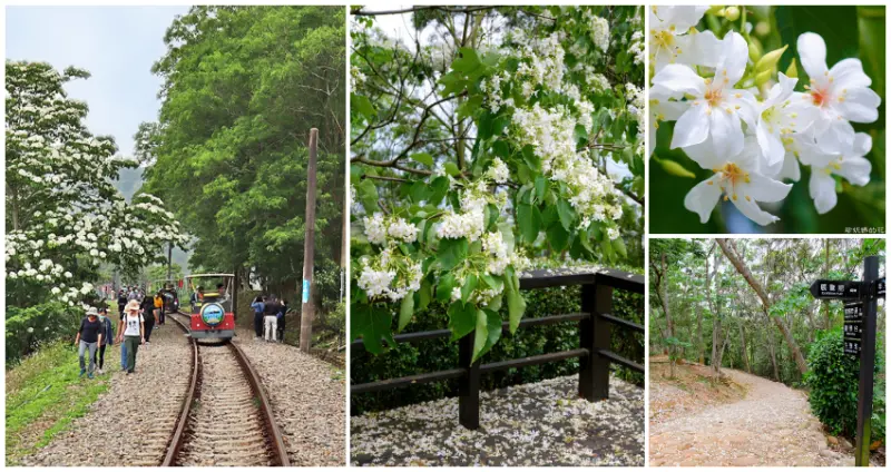 ▲苗栗桐花季觀賞景點5選！最美苗栗桐花公園客家大院、好客公園，苗栗桐花季必拍 / WalkerLand窩客島整理