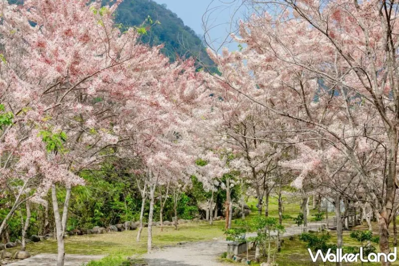 六龜寶來花賞溫泉公園花旗木燦爛綻放