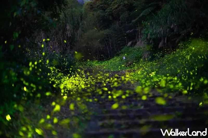 溪頭螢火蟲季即將登場-攝影葉永廉