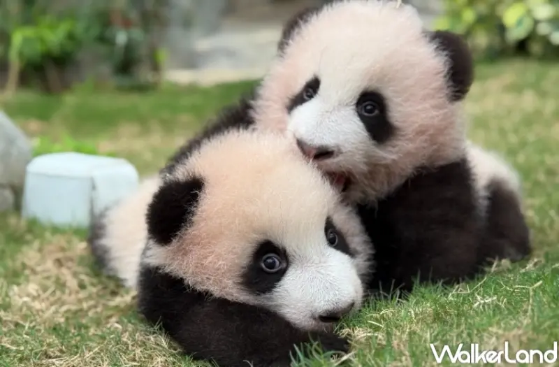 香港海洋公園看熊貓！香港海洋公園6大亮點 入園優惠，熊貓寶寶見面會必朝聖。