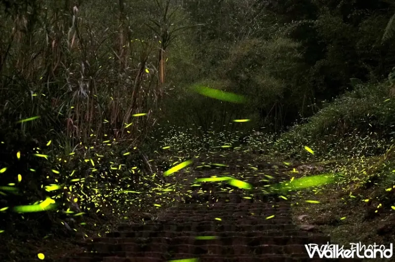 溪頭螢火蟲季即將登場-攝影林小六
