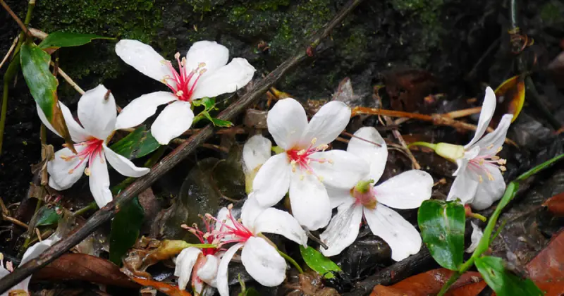 桃園桐花5大必拍清單！桃園春季桐花步道搶先看，別只去虎頭山桐花。