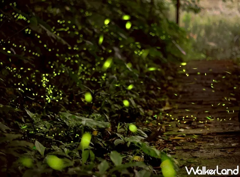 阿里山賓館鐵道賞螢活動！搭乘蒸汽火車探索神秘夜光之旅 親子同遊推薦。
