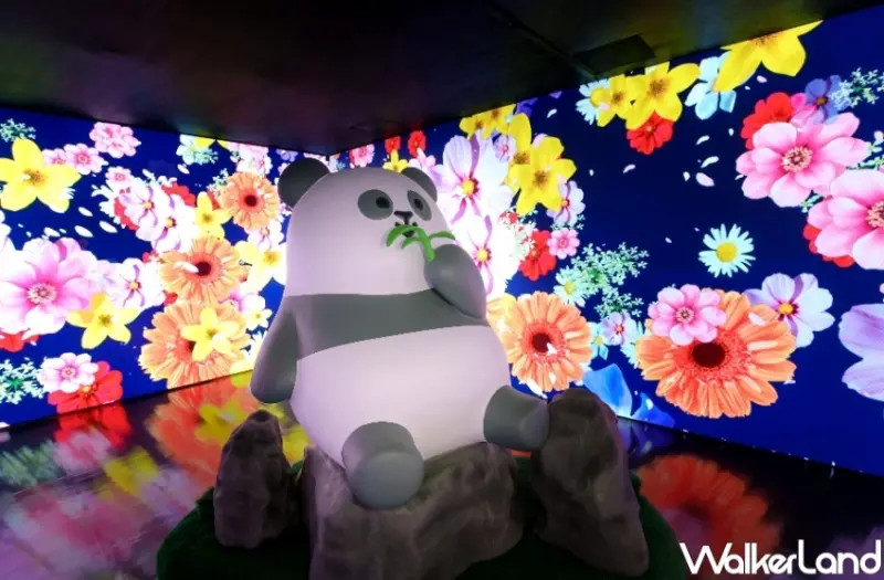 香港海洋公園看熊貓！香港海洋公園6大亮點 入園優惠，熊貓寶寶見面會必朝聖。