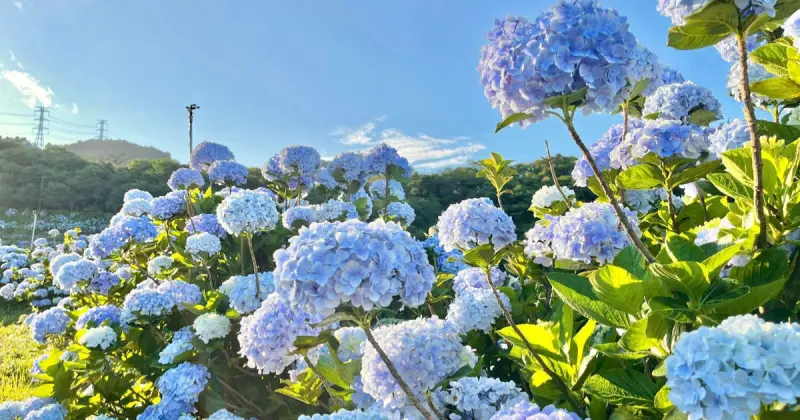 繡球花控快衝！2025全台最大萬坪花海這天登場，花期、票價一次看。