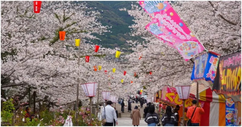 長崎賞櫻景點！橘神社 1000株櫻花樹爆開成粉色隧道，橘公園櫻花樹下野餐超Chill。