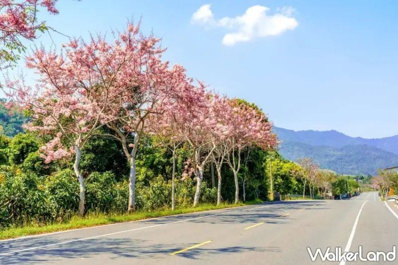台27甲沿線種植大量花旗木，為六龜地區一大特色，可供遊客來訪欣賞