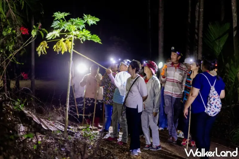 夜晚的寶來夜行秘境之旅，帶領遊客走入浦來溪頭社戰道