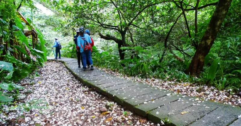 新北桐花季9大免費景點！土城桐花公園 林口桐花步道，桐花季免費爽拍。