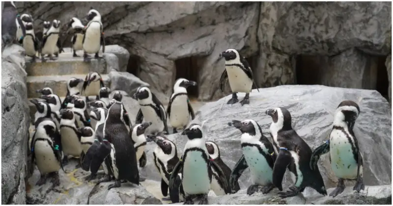 長崎景點推薦！親子旅遊長崎必去 長崎企鵝水族館，9種企鵝一次看，挑戰划橡皮艇。