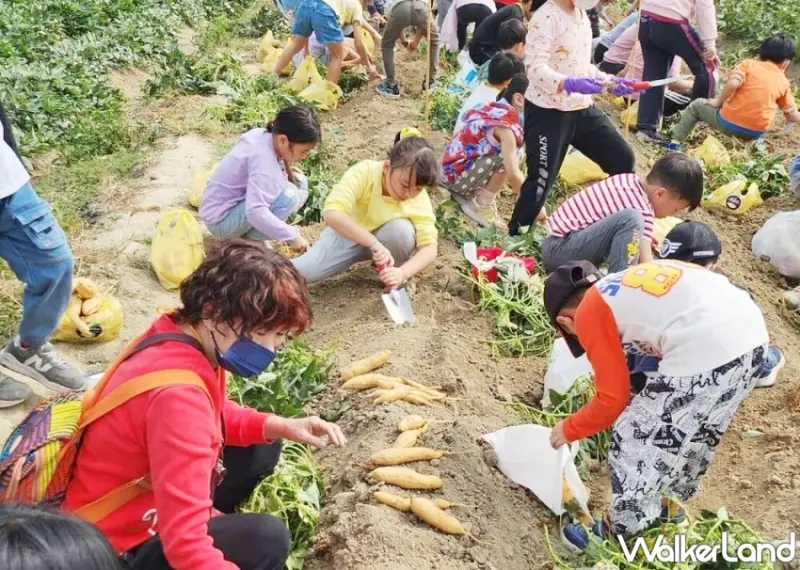 ▲和逸飯店更與台南在地農場品牌「瓜瓜園」合作，從4月19日至5月11日週末期間推出限定的「挖地瓜體驗」 / 和逸飯店‧台南西門館提供、WalkerLand窩客島整理