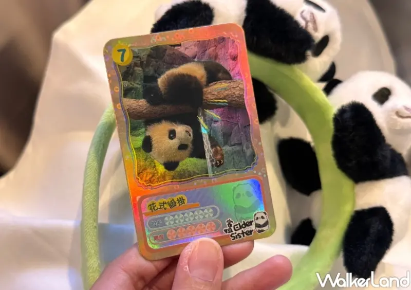 香港海洋公園看熊貓！香港海洋公園6大亮點 入園優惠，熊貓寶寶見面會必朝聖。