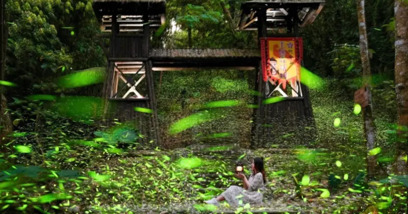賞螢不必跑山區！嘉義親子路線賞夢幻螢火蟲，特色原民風味餐一次玩。